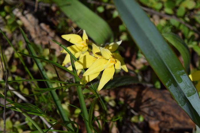 Caladenia flava - orchid-cowslip-003.JPG